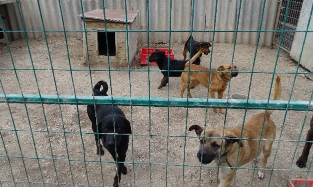 Kutyatámadás Zsámbékon: 8 kutya rontott rá a sétáló kislányra, a gyermek életét az apja mentette meg