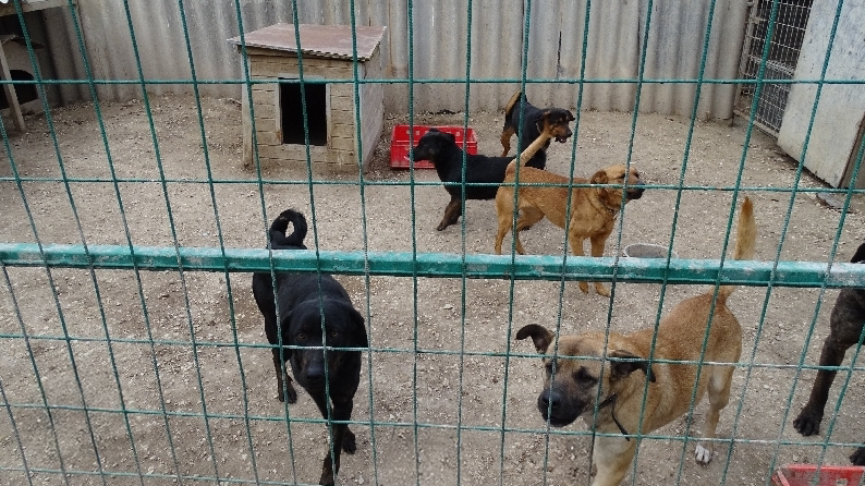 Kutyatámadás Zsámbékon: 8 kutya rontott rá a sétáló kislányra, a gyermek életét az apja mentette meg