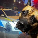 Elképesztő: Kutyájával fajtalankodott egy férfi Józsefvárosban, a cselekmény közben ököllel verte az állatot