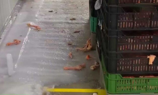 Lecsaptak a gyrososokra az ellenőrök: 25 üzletet bezárattak,  hányingerkeltő állapotokat és silány élelmisztereket találtak