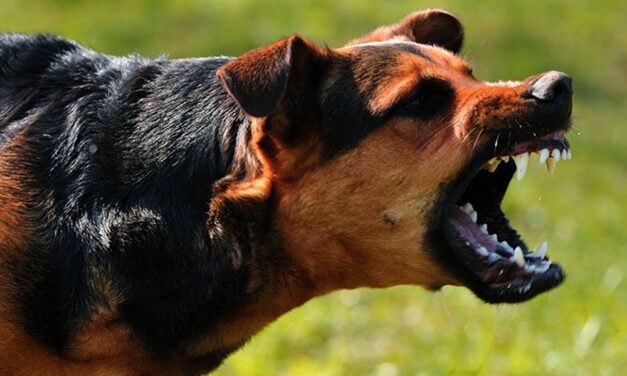 Rátámadt a család nagytestű kutyája egy csecsemőre Vácon: az állat szétmarcangolta a kisfiú fejét