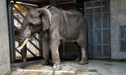 Felesége szeme láttára taposta halálra a többtonnás elefánt a magyar turistát